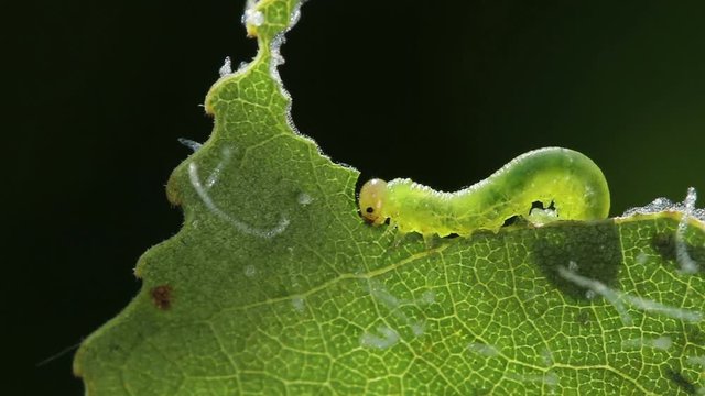 Larva of Tenthredinidae eating leaf