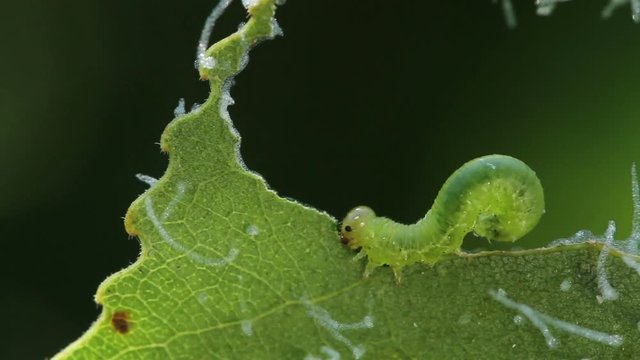 Larva of Tenthredinidae eating leaf time lapse