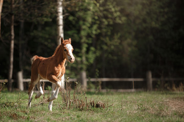 Naklejka na ściany i meble A pretty foal stands in a Summer paddock