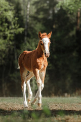A pretty foal stands in a Summer paddock