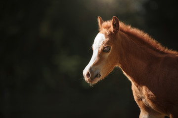 Fototapeta na wymiar A pretty foal stands in a Summer paddock