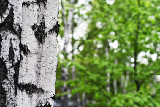 White birch trunk and green leaves in the park