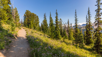 Fototapeta na wymiar A path in the thick spruce forest. Mount Rainier, Sunrise Area SHADOW LAKE TRAIL