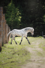 Fototapeta premium knabstrup appaloosa horse trotting in a meadow
