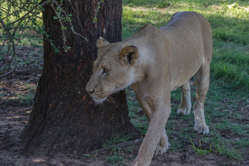 The African Lion is the top predator in the African wild