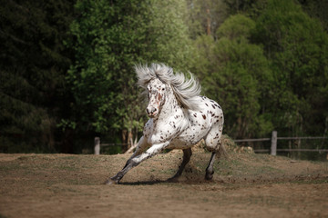 Fototapeta premium knabstrup appaloosa horse trotting in a meadow