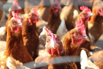 Massentierhaltung: Hühner (Hennen) in einem Stall