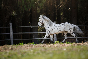 knabstrup appaloosa horse trotting in a meadow