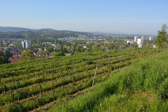 Aussicht von den Weinberg Schutterlindenberg zur Rheinebene, Lahr Ortenau Baden Deutschland
