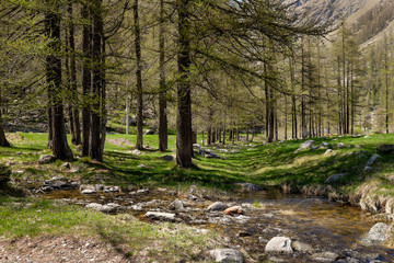 pineta, ruscello, Parco nazionale del Gran Paradiso, Piemonte, Italia, panorama, casa rustica,