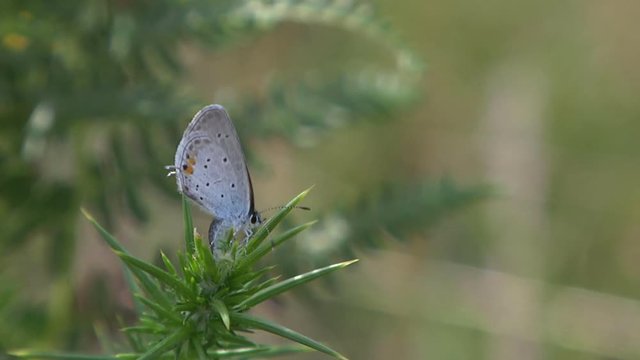 papillon sur un ajonc s'envol