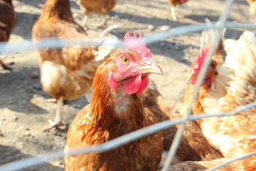 Huhn (Henne) hinter einem Zaun auf einem Bauernhof