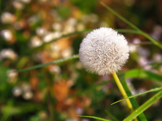 Dandelion on the meadow