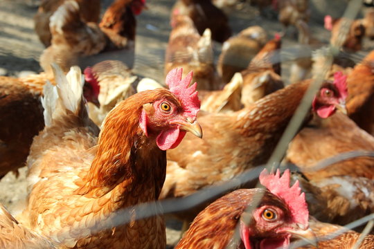 Hühner (Henne) in Freilandhaltung hinter einem Zaun