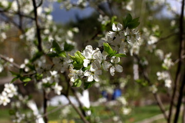White flowers of the plum blossoms on a spring day in the park o
