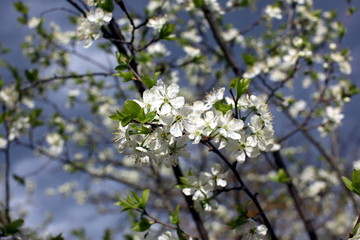 White flowers of the plum blossoms on a spring day in the park o