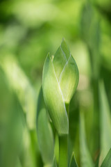 Obraz premium Buds of iris, green plant