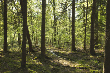 woodland in spring