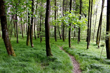 Obraz premium Frühlingsgrüner Wald