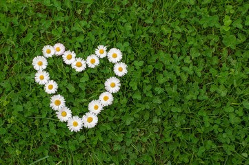 Flower heart in grass