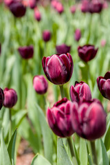Purple Tulip