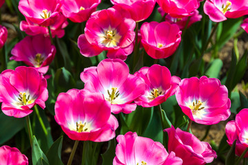 Pink Flowers in Garden
