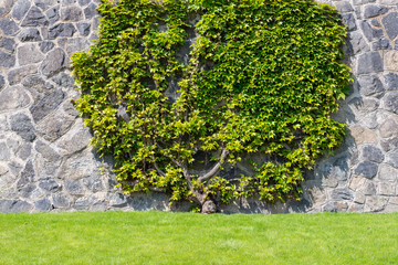plant climbing on the wall with bright green leaves