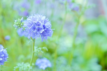 ギリア・カピタータ