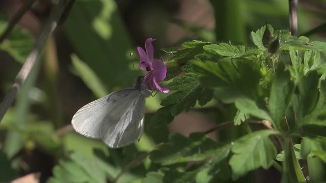 papillon blanc butine une fleur rose