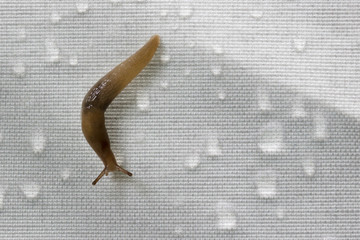 Snail on synthetic fabric with rain drops. Concept of coexistence between natural world and man made objects