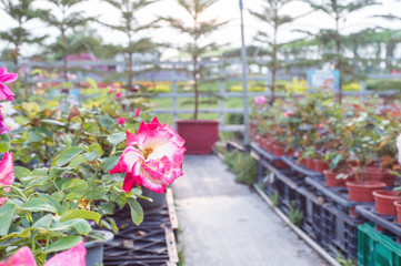 red rose