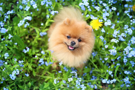 Pomeranian dog on a walk. Dog outdoor. Beautiful dog. Dog in forget-me-not flowers