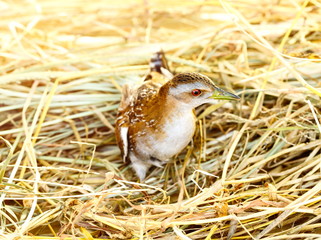 Cute Baillon's crake bird sitting on grass.