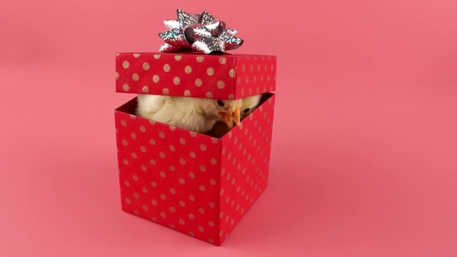 Gift box with surprise on pink background