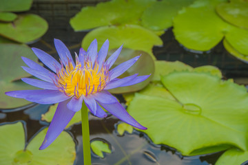 Closeup beautiful lotus