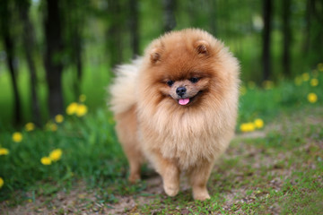 Pomeranian dog on a walk. Dog outdoor. Beautiful dog
