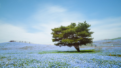 Fototapeta premium Nemophila, flower field at Hitachi Seaside Park in spring, Japan