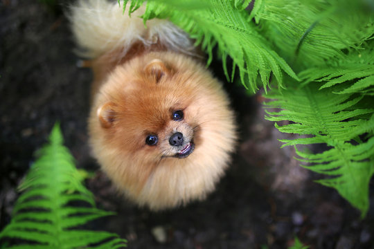 Pomeranian dog on a walk. Dog outdoor. Beautiful dog. Dog in fern