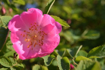 Bright colorful wild rose flower with pink petals