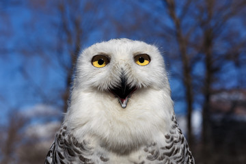 Closeup portrait of a Snowy Owl on Blue sky