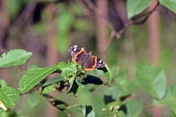 Schmetterling auf einem Blatt