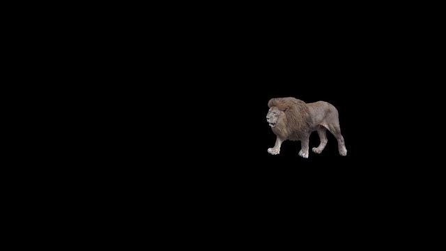 Male Lion slowly walking across the frame on black screen, real shot, isolated on alpha channel premultiplied with black and white luminance matte, perfect for digital composition, cinema, 3d mapping