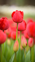 Yellow tulips. Colorful tulips in spring season