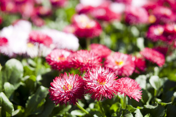 Obraz premium pink daisy (marguerite) flowers