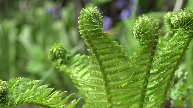 Young fern in the nature