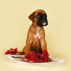 cute boxer puppy sitting  next to autumn berries