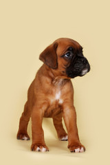 Purebred red boxer puppy standing in the show position