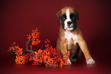 Cute red puppy boxer sitting next to a sprig of mountain ash