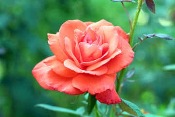 Red rose blossoming in summer.