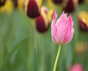 Pink tulips. Colorful tulips in spring season